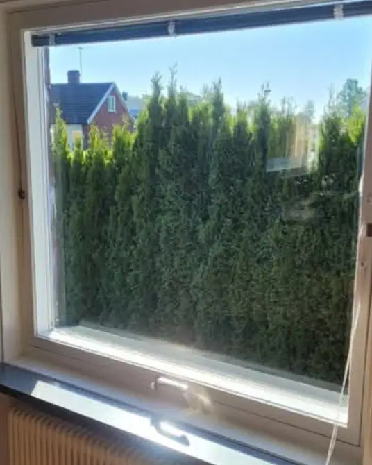Samma fönster efter fönsterputs, med klar utsikt mot en häck