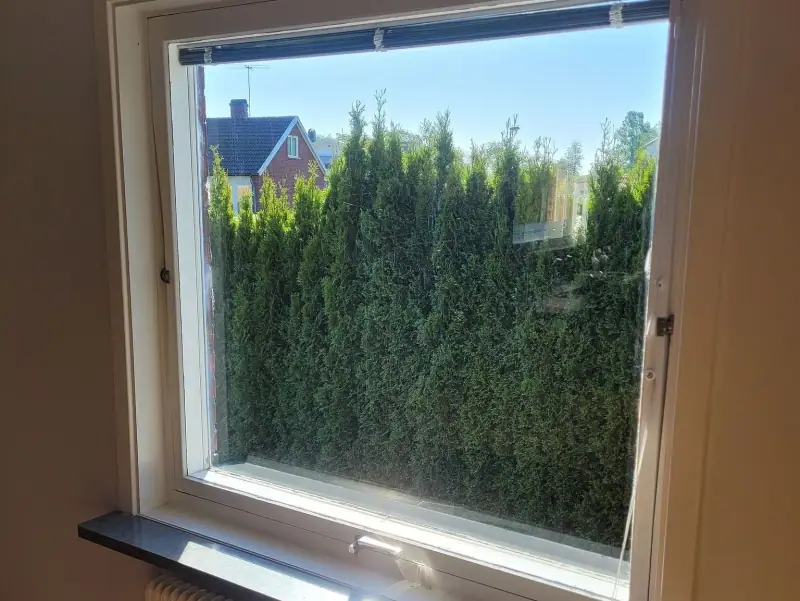 Putsat fönster med utsikt mot en häck